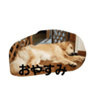 Goldenretreverhk（個別スタンプ：3）