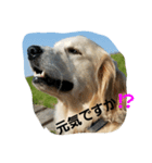 Goldenretreverhk（個別スタンプ：4）