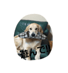 Goldenretreverhk（個別スタンプ：5）