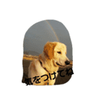 Goldenretreverhk（個別スタンプ：6）