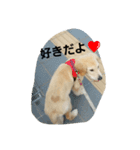 Goldenretreverhk（個別スタンプ：7）