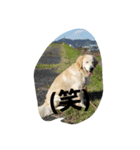 Goldenretreverhk（個別スタンプ：8）