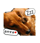 ダックス達との実写スタンプ 日常会話1（個別スタンプ：3）