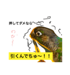 ウロコインコのピー様（個別スタンプ：12）