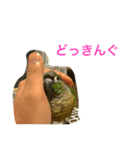 ウロコインコのピー様（個別スタンプ：13）