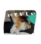 シェルティー2（個別スタンプ：3）