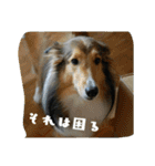 シェルティー2（個別スタンプ：4）