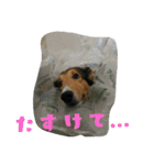 シェルティー2（個別スタンプ：10）