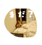 シェルティー2（個別スタンプ：30）