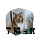 シェルティー2（個別スタンプ：31）