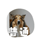 シェルティー2（個別スタンプ：34）