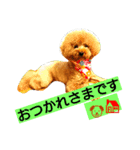トイプードルのいろはちゃん（個別スタンプ：2）