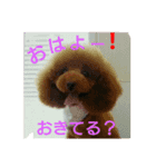 トイプードルのいろはちゃん（個別スタンプ：3）