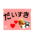 トイプードルのいろはちゃん（個別スタンプ：4）