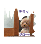 トイプードルのいろはちゃん（個別スタンプ：5）