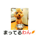 トイプードルのいろはちゃん（個別スタンプ：7）