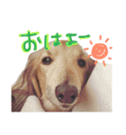 高橋家のルーちゃん（個別スタンプ：1）