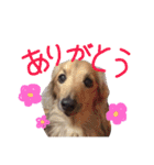 高橋家のルーちゃん（個別スタンプ：3）