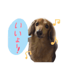 高橋家のルーちゃん（個別スタンプ：5）