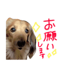 高橋家のルーちゃん（個別スタンプ：8）