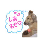 高橋家のルーちゃん（個別スタンプ：17）