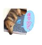 高橋家のルーちゃん（個別スタンプ：19）