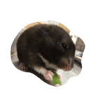 私の名前はおはぎです。（個別スタンプ：4）