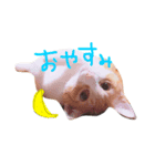 猫共（個別スタンプ：1）