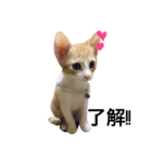 猫共（個別スタンプ：3）