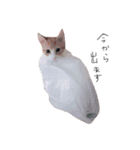 猫共（個別スタンプ：4）