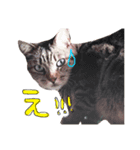 猫共（個別スタンプ：6）