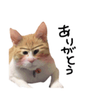 猫共（個別スタンプ：8）