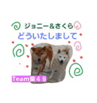 Team柴48 no.2（個別スタンプ：11）