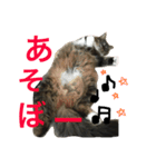 ききちゃん（個別スタンプ：3）