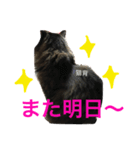 ききちゃん（個別スタンプ：6）