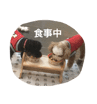 さくら ファミリー（個別スタンプ：4）