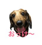 桜だワン（個別スタンプ：8）