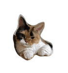 selkirk-rex（個別スタンプ：1）