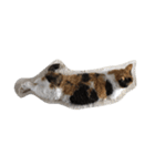 selkirk-rex（個別スタンプ：2）