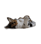 selkirk-rex（個別スタンプ：3）