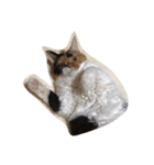 selkirk-rex（個別スタンプ：4）