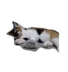 selkirk-rex（個別スタンプ：6）