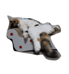 selkirk-rex（個別スタンプ：7）