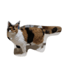 selkirk-rex（個別スタンプ：9）