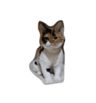 selkirk-rex（個別スタンプ：11）