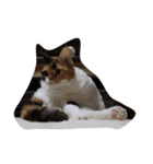 selkirk-rex（個別スタンプ：13）