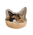 selkirk-rex（個別スタンプ：14）