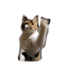 selkirk-rex（個別スタンプ：15）