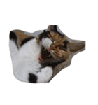 selkirk-rex（個別スタンプ：16）