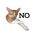 猫のむぎ（個別スタンプ：2）